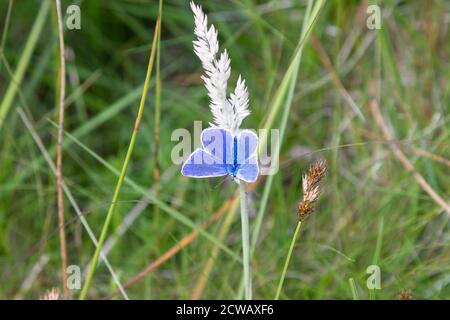La farfalla Blu comune (Polyommatus icarus) È la farfalla blu più diffusa in Gran Bretagna ed è trovato in una varietà di habitat erbosi Foto Stock