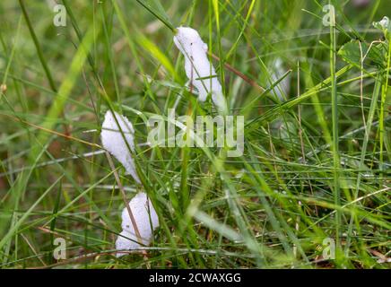 Primo piano di Cuckoo Spit, che è un liquido bianco schiuma secreto dalle ninfe di un vero bug succhiato da sap noto come froghoppers Foto Stock