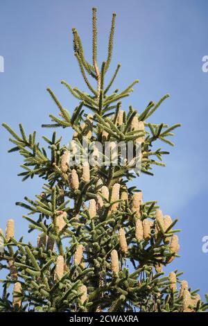 Abete spagnolo (Abies Pinsapo) con coni immaturi a Sierra de las Nieves, Parco Naturale, Andalusia, Spagna. Foto Stock