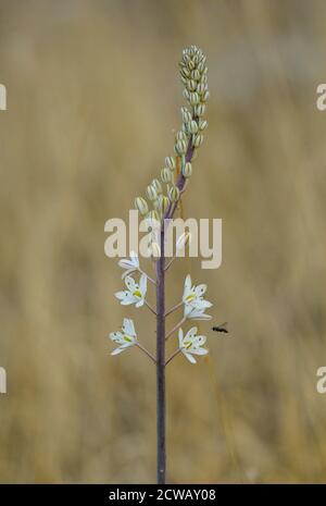 Squill fiorito, squill di mare, cipolla di mare (Drifia maritima), Andalusia, Spagna. Foto Stock