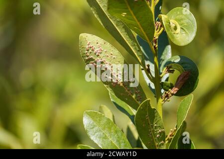 Foglie di Laurus nobilis infestate da insetti Scale, Spagna. Foto Stock