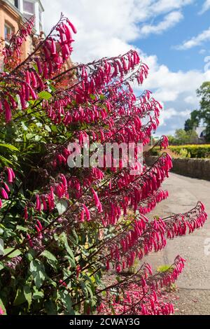 Capo fuchsia conosciuto anche come capo figwart Foto Stock