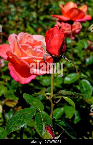 Primo piano di rosa - giardino di rose inglese, Regno Unito Foto Stock