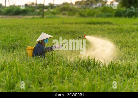 Agricoltore asiatico che spruzzano pesticida durante in campi di riso tempo di tramonto Foto Stock