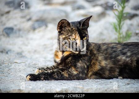 Closeup di un gatto oro e nero con gli occhi gialli sdraiato su un pavimento in pietra Foto Stock