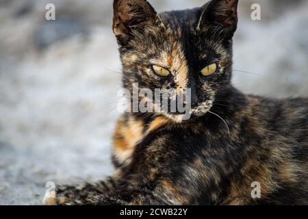 Closeup di un gatto oro e nero con gli occhi gialli sdraiato su un pavimento in pietra Foto Stock