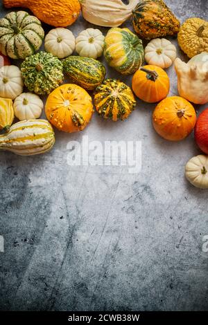 Belle zucche colorate mini su fondo di cemento grac, vacanza o decorazione d'autunno Foto Stock