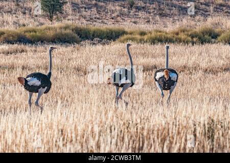 Tre ostriche maschili, Struthio camelus, che corrono in erba Foto Stock