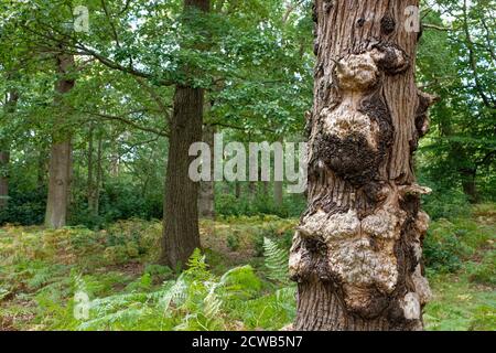 Canker su alberi malati di betulla d'argento, Inghilterra Foto Stock