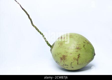 cocco verde con macchie nere sulla pelle. cocco vecchio isolato su sfondo bianco Foto Stock