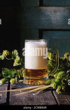 La tazza del nuovo progetto birra chiara con schiuma su nero ardesia, servito sul vecchio tavolo in legno con hop verde e le orecchie di orzo. Scuro in stile rustico Foto Stock