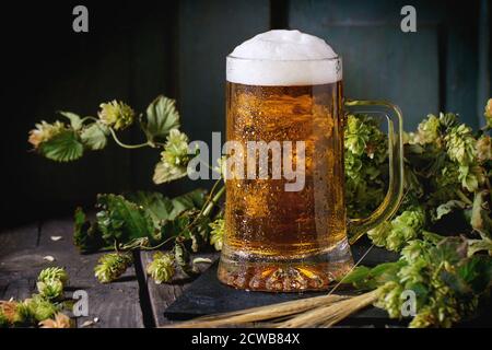 La tazza del nuovo progetto birra chiara con schiuma su nero ardesia, servito sul vecchio tavolo in legno con hop verde e le orecchie di orzo. Scuro in stile rustico Foto Stock