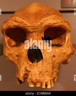 Cranio di un homo heidelbergensis, una specie estinta o sottospecie di esseri umani arcaici nel genere Homo, che irradiava nel Pleistocene medio Foto Stock