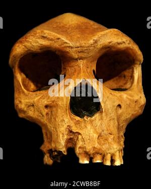 Cranio di un Homo heidelbergensis, specie estinta o sottospecie di esseri umani arcaici del genere Homo, che irradiava nel Pleistocene medio Foto Stock