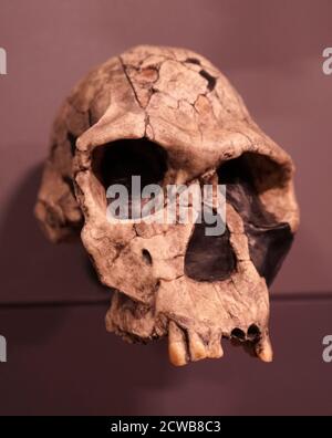 Cranio di un homo habilis una specie arcaica proposta di Homo Foto Stock