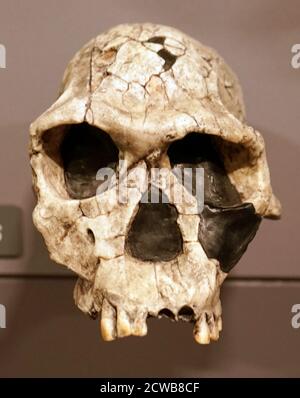 Cranio di un homo habilis una specie arcaica proposta di Homo Foto Stock