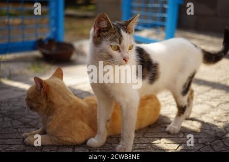 Gatto macchiato bianco che cammina vicino ginger gatto, sfondo blu recinto rurale in un giorno di sole autunno Foto Stock