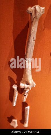 Fossile di un antico Australopithecus afarensis chiamato Lucy Foto Stock