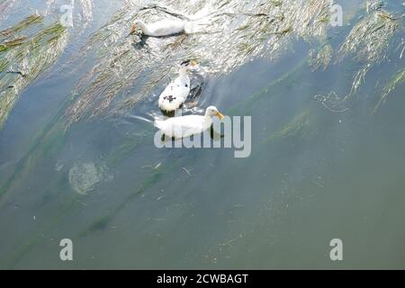 Anatre nuotare e mangiare in acqua parzialmente inquinata Foto Stock