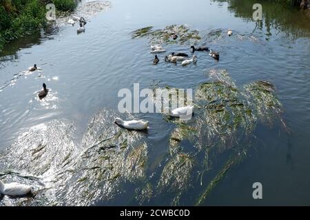 Anatre nuotare e mangiare in acqua parzialmente inquinata Foto Stock