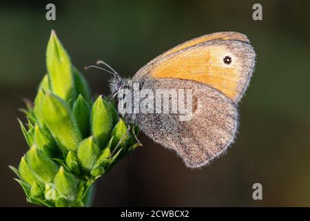 La piccola brughiera (Coenonympha pamphilus) farfalla sulla vegetazione Foto Stock