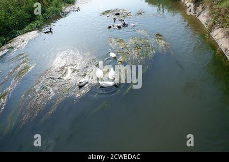 Anatre nuotare e mangiare in acqua parzialmente inquinata Foto Stock