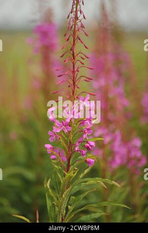 Rosebay Willow erbe selvatiche in crescita. Foto Stock