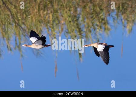 Coppia riproduttiva di oche egiziane (Alopochen aegyptiaca) che volano lungo il fiume Breede, Capo Occidentale, Sud Africa Foto Stock