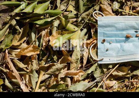 È stata utilizzata una maschera di protezione medica persa in natura. Maschera monouso giacente su foglie di albero. Eliminazione non corretta della maschera facciale utilizzata Foto Stock