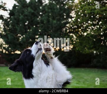 Primo piano di cute Border Collie con Paw Up nel Giardino. Ritratto di cane bianco e nero durante l'addestramento di obbedienza. Foto Stock