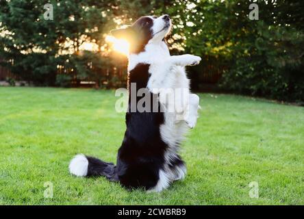 Nero e bianco bordo Collie Dog Training Meerkat Trick in giardino. L'animale domestico allena l'obbedienza vicino alla luce del sole. Foto Stock