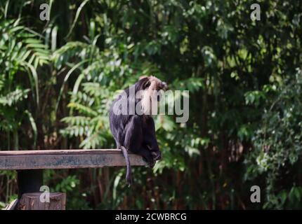 Macaque con capelli neri e Mane bianco-argento siede sul bordo del legno nello zoo. Macaque coda di leone (Macaca Silenus), è anche chiamato il Wanderoo. Foto Stock