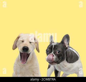 adorabile labrador retriever cane yawning stanco accanto ad un francese bulldog cane leccare naso felice su sfondo giallo Foto Stock