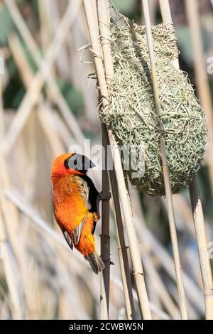 Il vescovo rosso del sud (Euplectes orix) che riproducono il maschio che mette il tocco finale ad un nido mentre mostra per una femmina, capo occidentale, Sudafrica Foto Stock