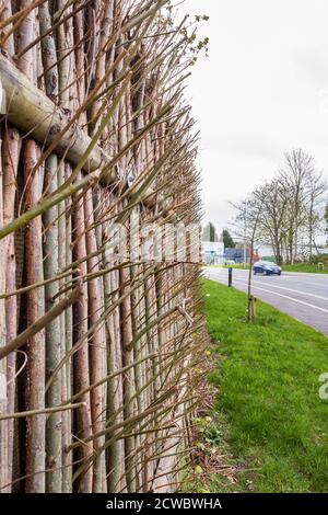 Recinzione realizzata con alberi e arbusti in crescita per fungere da barriera naturale per la riduzione del rumore su una strada principale. Wokingham, Berkshire, Inghilterra, GB, Regno Unito Foto Stock