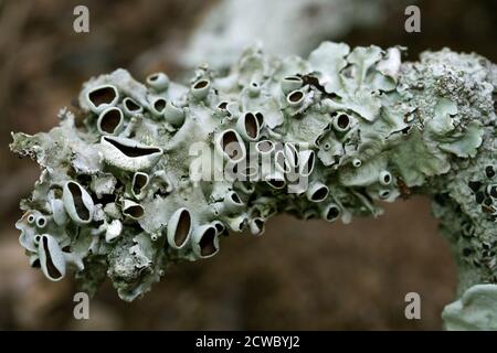 I licheni sono una relazione simbiotica tra alghe o cianobatteri e funghi. Il fungo ottiene l'alimento dalla fotosintesi e le alghe ottengono le sostanze nutrienti Foto Stock