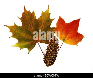 Cono di pino e foglia d'acero autunnale su sfondo chiaro. Foto Stock