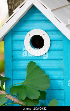 Una bella casa di uccelli blu appesa all'aperto in un albero di ginkgo nel giardino Foto Stock