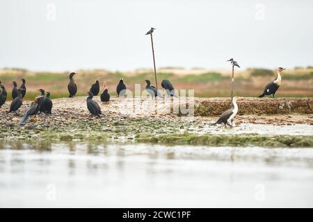 Capo, cormorani bianchi e Pied King Fisher riposati sul fiume Lower Berg, Veldddriff, capo occidentale Foto Stock