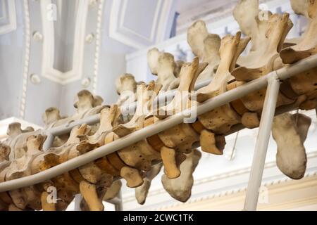 Ossa della colonna vertebrale di una balena blu, vertebre ravvicinate nello scheletro Foto Stock