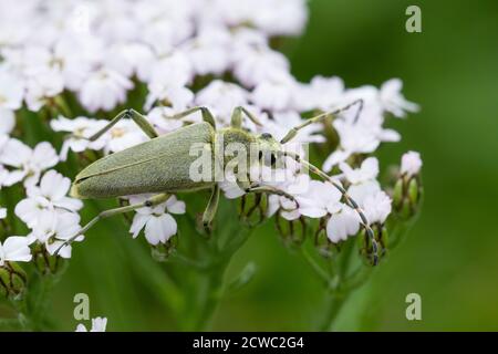 Grüner Schmalbock, Dichtbeharter Halsbock, Blütenbesuch, Lepturobosca virens, Leptura virens Foto Stock