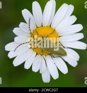 Grüner Schmalbock, Dichtbeharter Halsbock, Blütenbesuch, Lepturobosca virens, Leptura virens Foto Stock