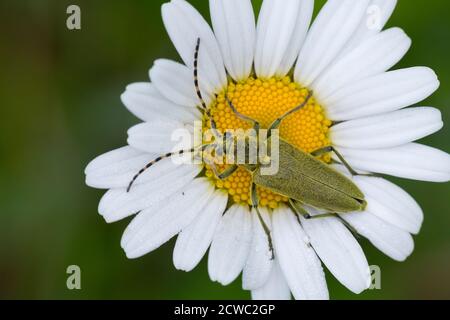 Grüner Schmalbock, Dichtbeharter Halsbock, Blütenbesuch, Lepturobosca virens, Leptura virens Foto Stock