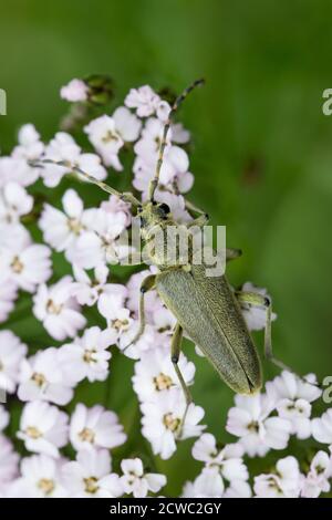 Grüner Schmalbock, Dichtbeharter Halsbock, Blütenbesuch, Lepturobosca virens, Leptura virens Foto Stock