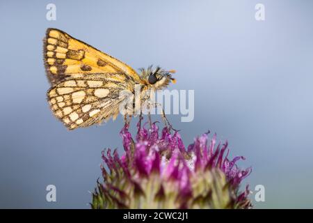 Gelbwürfeliger Dickkopffalter, Gelbwürfeliger Dickkopffalter, Bunter Dickkopffalter, Unterseite, Carterocephalus palaemon, Pamphila palaemon, Checkre Foto Stock
