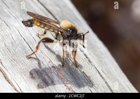 Gelbe Raubfliege, Gelbe Mordfliege, Laphria fava, bumblebee rapberfly, giallo rapberfly, giallo assassino fly, ape come Robber-fly, bee-come Robber-fl Foto Stock