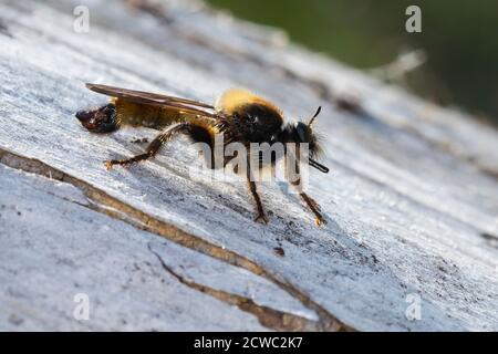 Gelbe Raubfliege, Gelbe Mordfliege, Laphria fava, bumblebee rapberfly, giallo rapberfly, giallo assassino fly, ape come Robber-fly, bee-come Robber-fl Foto Stock