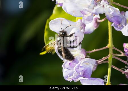 Blaue Holzbiene, Blauschwarze Holzbiene, Große Holzbiene, Violettflügelige Holzbiene, Holzbiene, Männchen, Blütenbesuch, Nektarsuche an Blauregen, Gly Foto Stock