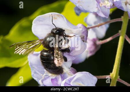 Blaue Holzbiene, Blauschwarze Holzbiene, Große Holzbiene, Violettflügelige Holzbiene, Holzbiene, Männchen, Blütenbesuch, Nektarsuche an Blauregen, Gly Foto Stock