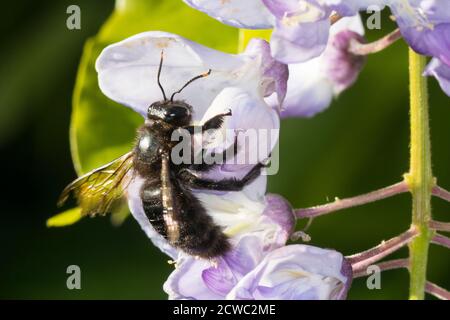 Blaue Holzbiene, Blauschwarze Holzbiene, Große Holzbiene, Violettflügelige Holzbiene, Holzbiene, Männchen, Blütenbesuch, Nektarsuche an Blauregen, Gly Foto Stock